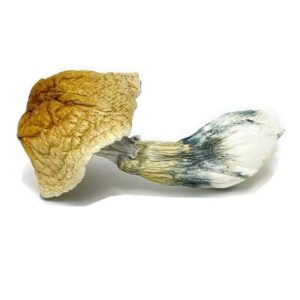 Buy African Transkei Magic Mushroom (28g)