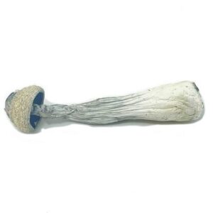Albino Penis Envy (28g)