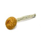 Cambodian Magic Mushroom(28g)