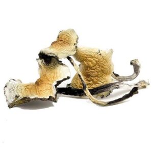 Daddy Long Legs Magic Mushrooms(28g)