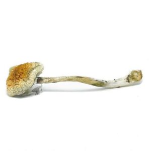 Mckennaii Magic Mushrooms(28g)