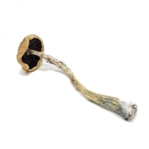 Penis Envy Magic Mushrooms (28g)