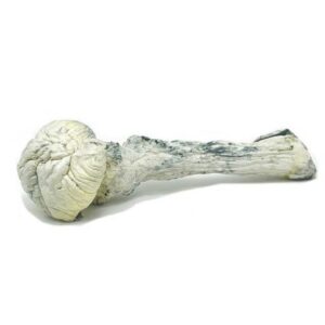 Rusty White Magic Mushrooms (Psilocybe Cubensis) 28g
