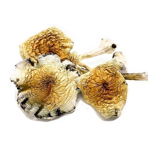 Alacabenzi Cubensis Magic Mushrooms (28g) - Image 2