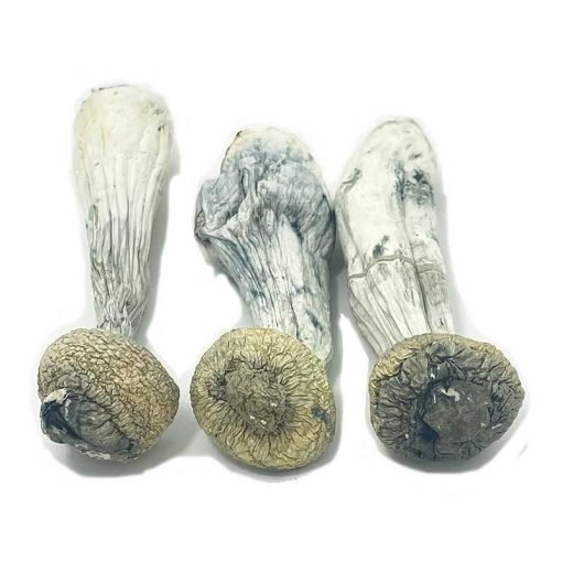 Albino Penis Envy (28g) - Image 2